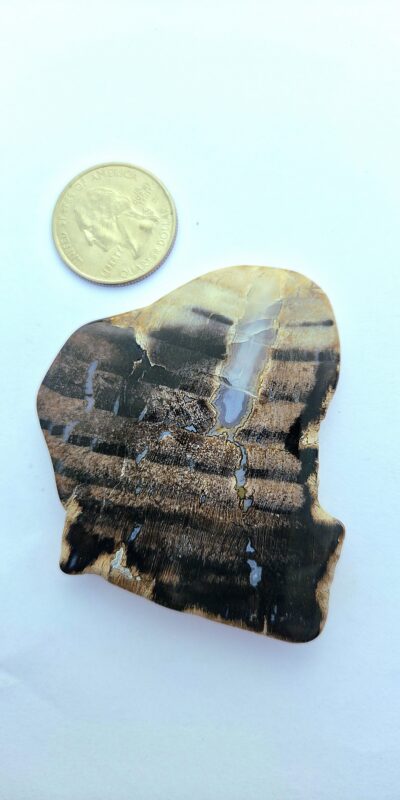 Fall Palm Stone #3 (Agatized Petrified Wood)